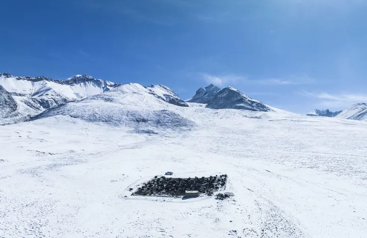 雪山牦牛群
