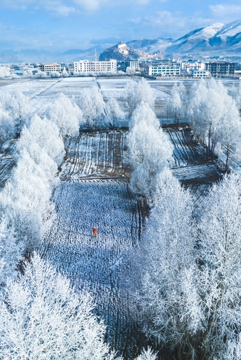 雪景 背景为白色树木和雪山