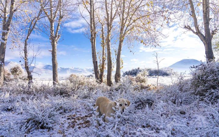 雪域童话