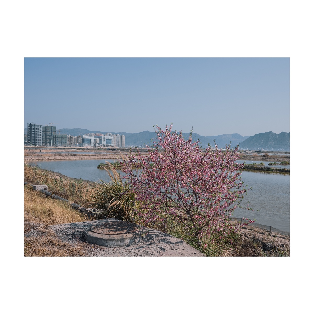 河边的樱花树 背景是山和城市