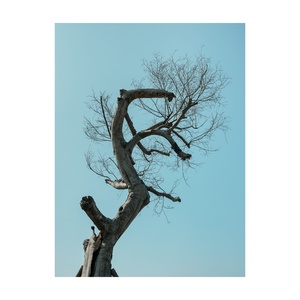 蓝天下的裸树与树枝上的鸟