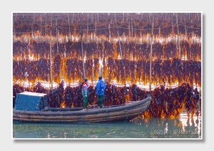 站在小船上的男人在靠近海藻画布印刷的水中
