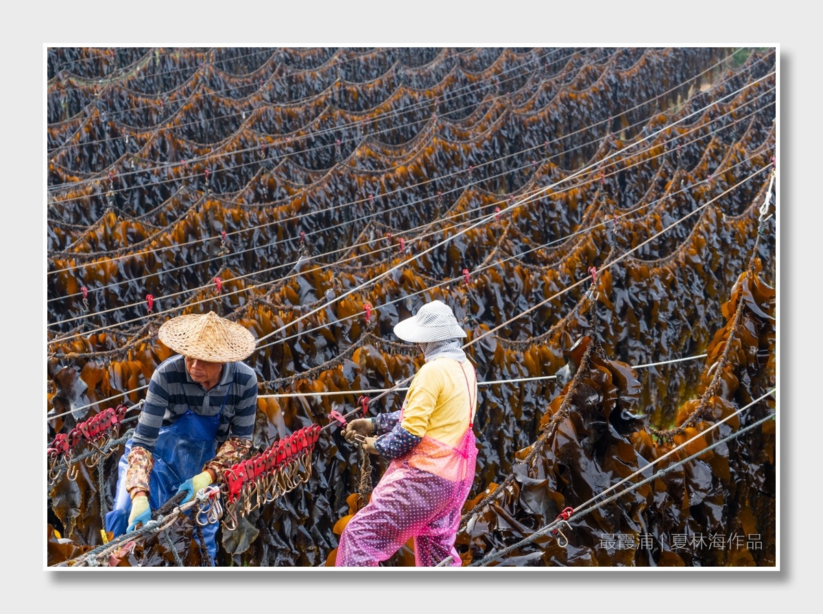 传统竹船上的工人用绳子从渔网上卸下海藻。