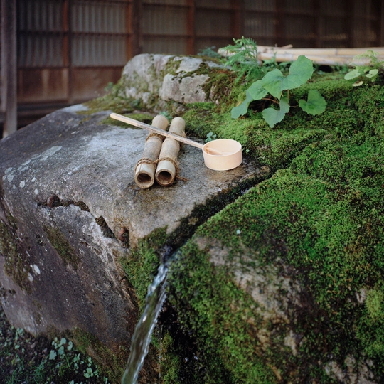 一个小溪流 有竹子和藓藓