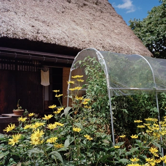 带有植物和草顶小屋的花园