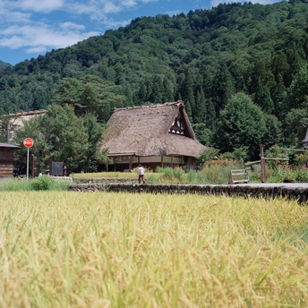 前景有房屋 背景有山的水稻田