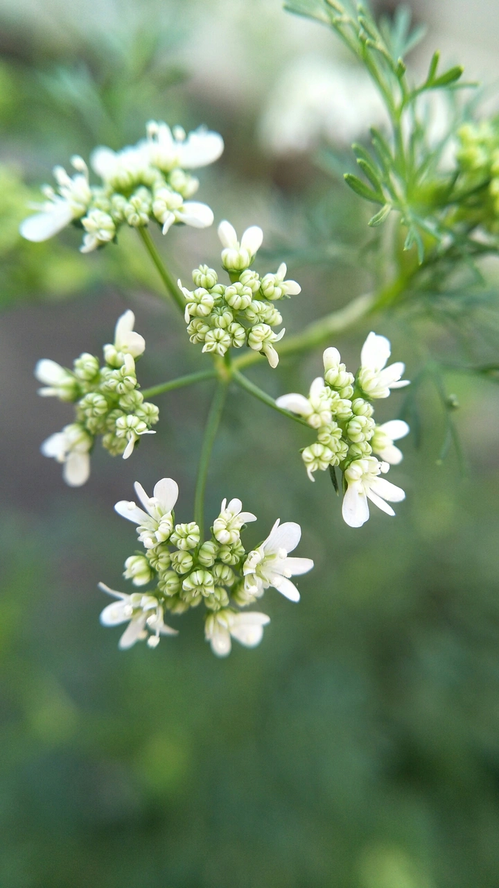 香菜的花