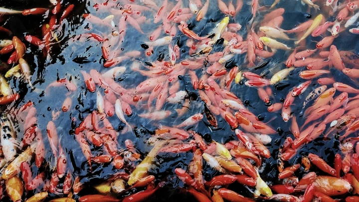 鱼池