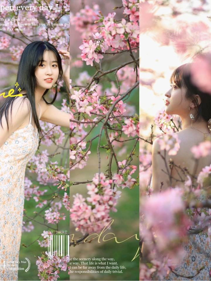虞美人遇上樱花，上帝打翻的调色盘🎨