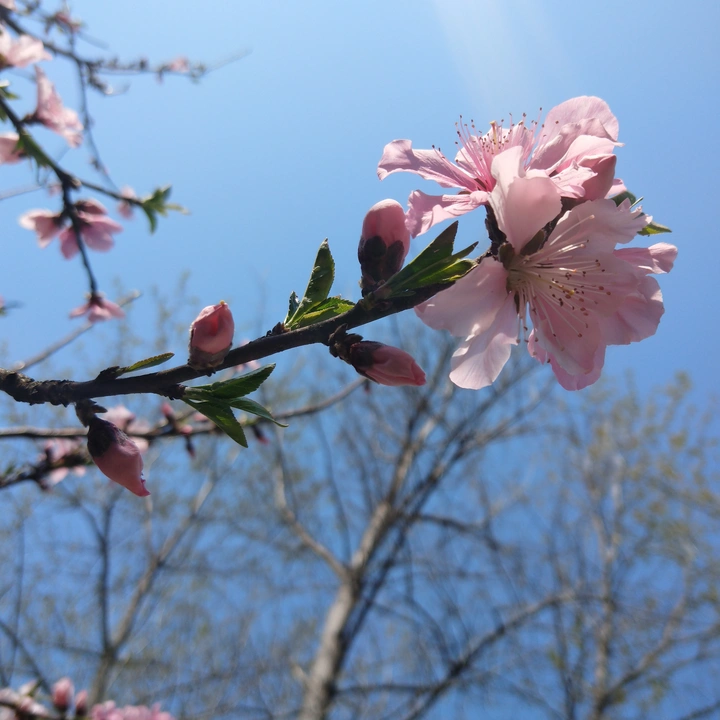 春日桃花开
