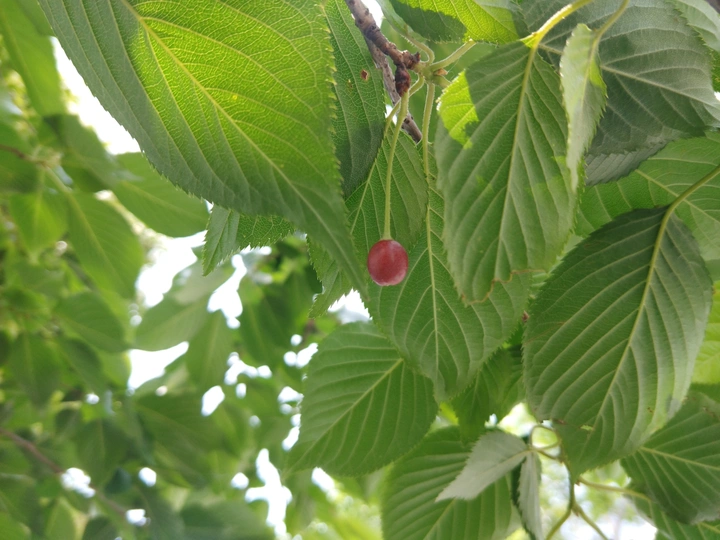 一点红