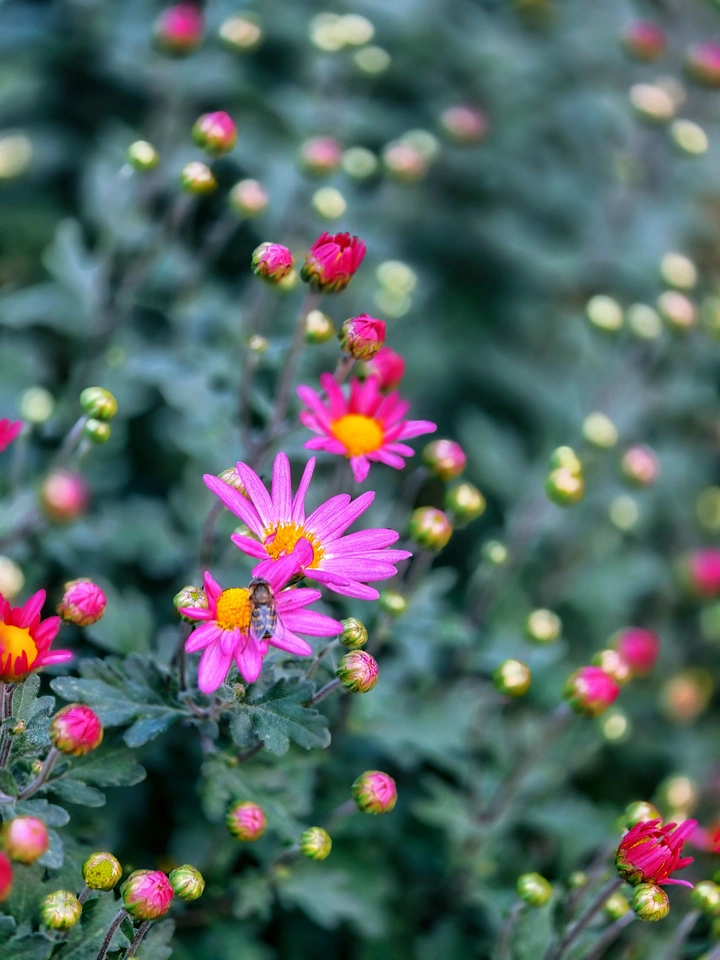 菊花