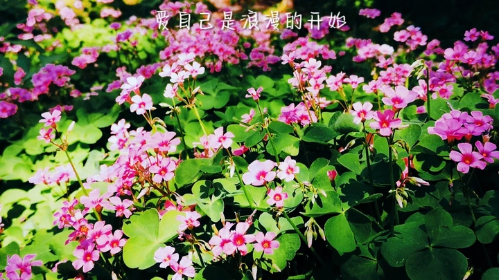 爱自己是浪漫的开始