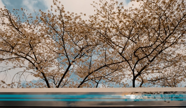 又到樱花季