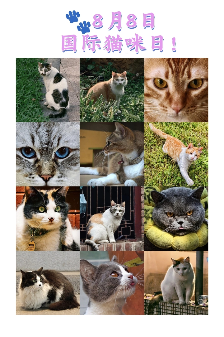 🐾8月8日国际猫咪日！