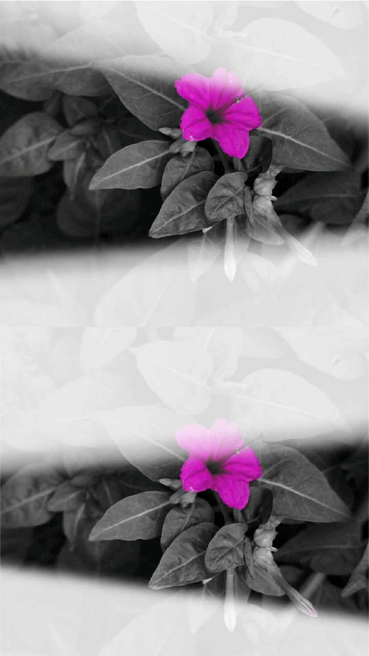 那些花儿