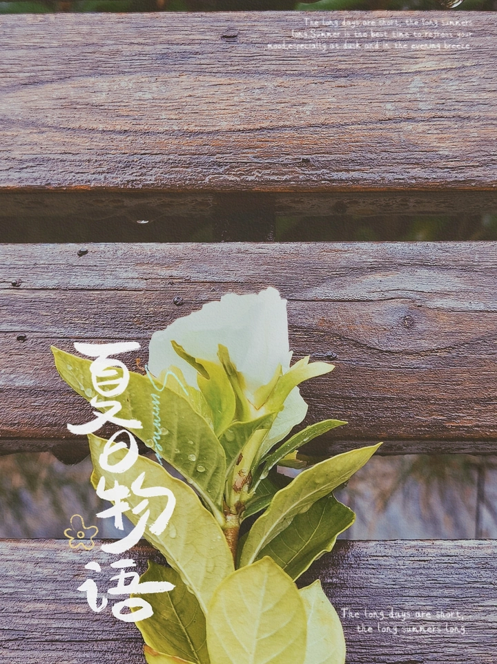 夏🌳