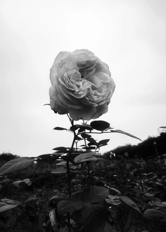 黑白单花背景的田野