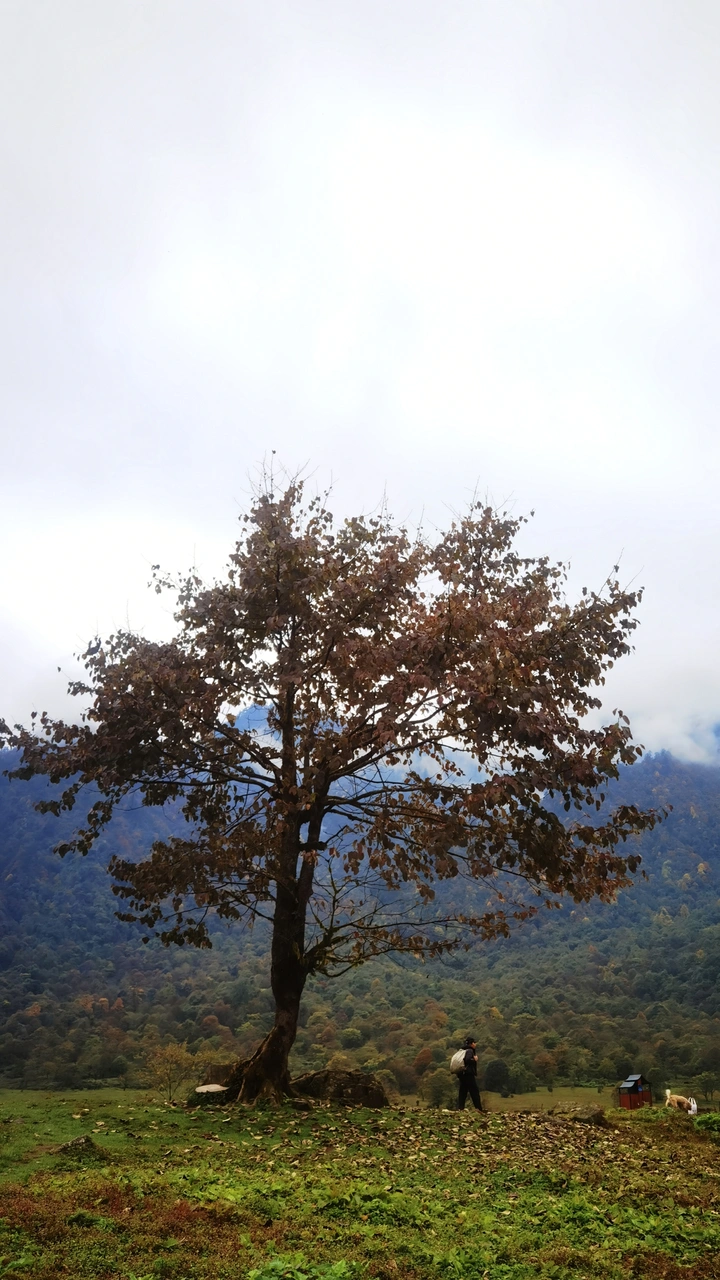 《树》
