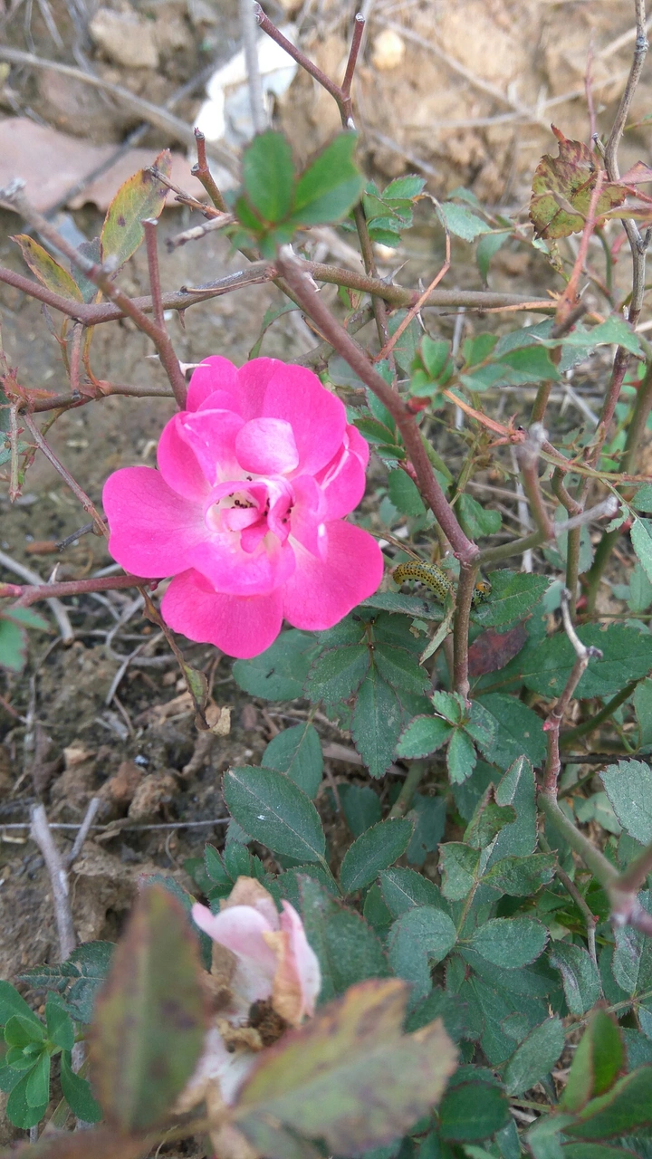 冬天的花儿