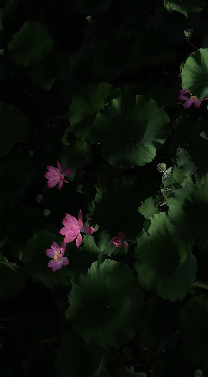 光影荷花