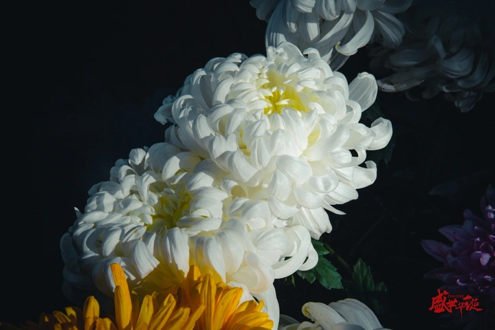 盛世华花