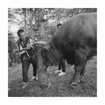 一张黑白照片 一个站在田野里的大型公牛 