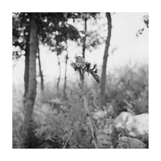 森林中的黑白照片 背景是树木 前景是干花