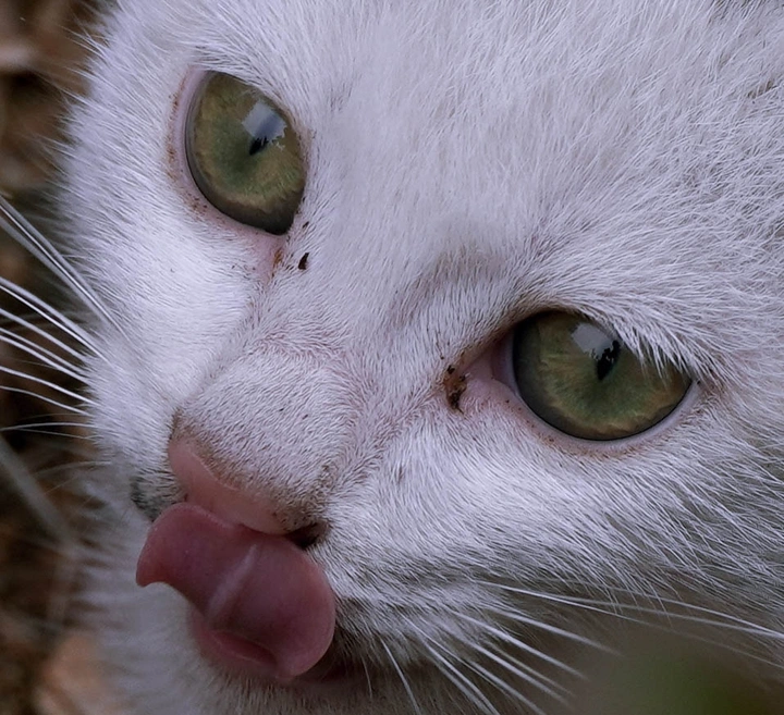 校园奶猫