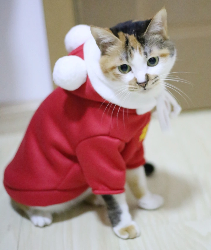 我的狸