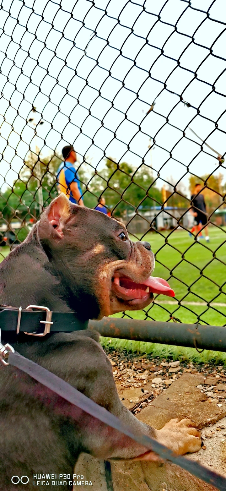 忠实的足球迷⚽️⚽️⚽️
