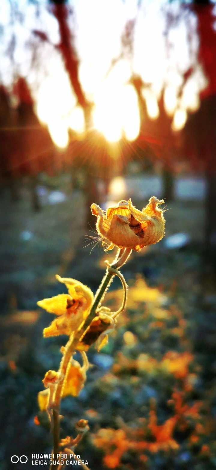 花开花落两由之