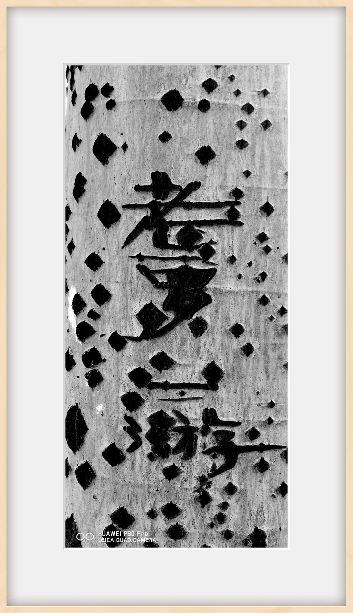 刻在树上的文字