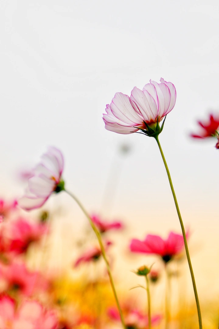 色●格桑花