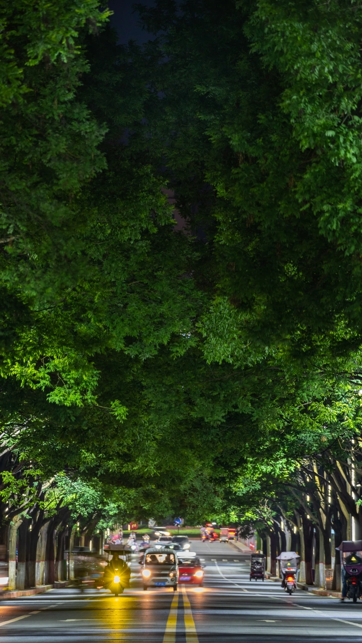 林荫大道