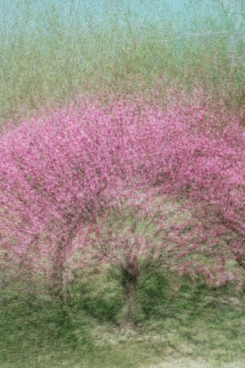 一颗开花的树