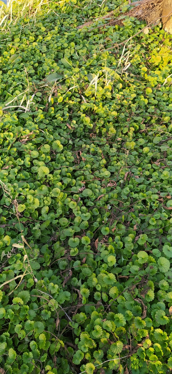 草