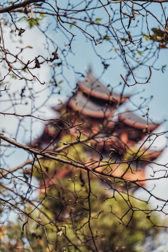 一座城市中的建筑通过树的枝条