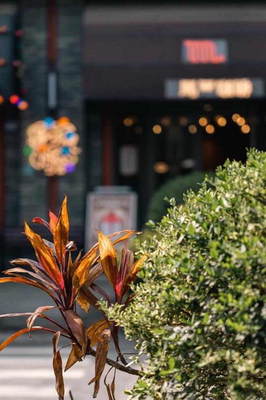 一条街道 有一栋建筑 建筑上有一棵树 树上开满了花。