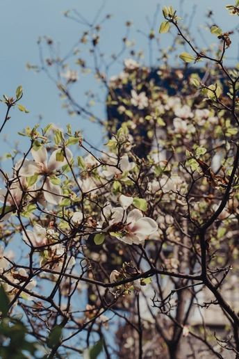 白花在埃菲尔铁塔前盛开。