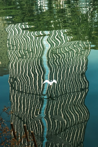 湖上飞过一只白鸟 倒影中映照出一栋建筑。