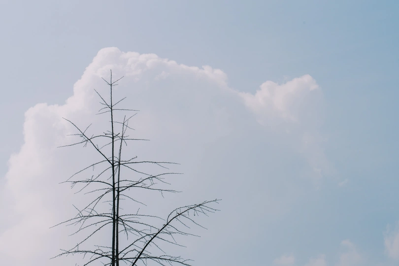 枯树顶部与蓝天