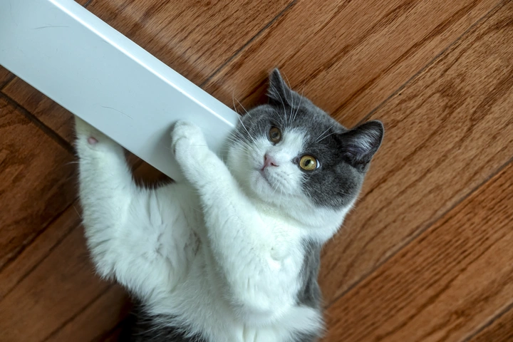 天生勇力😹