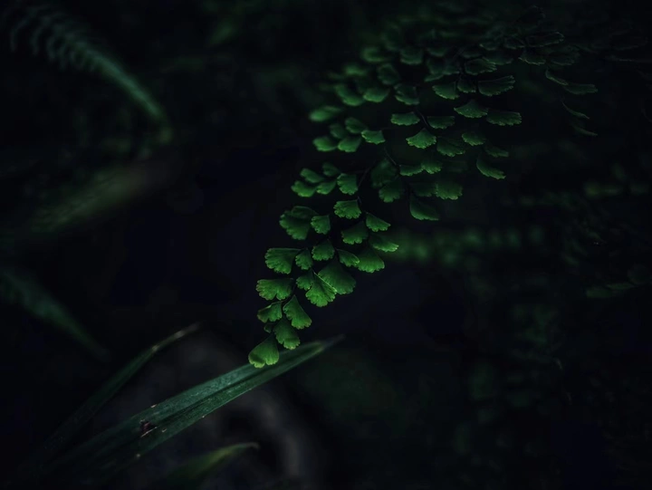 拿