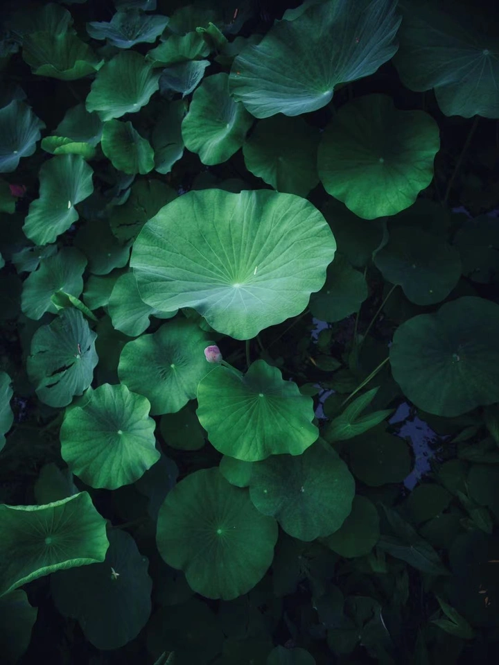 荷花池