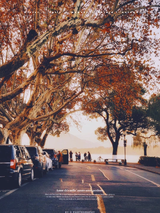 一条停满汽车的道路 旁边有一棵大树和水。