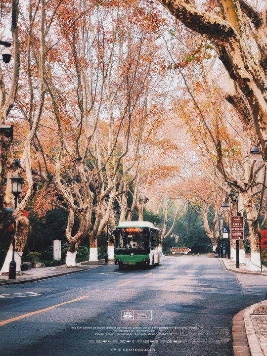 一辆绿色的公交车驶过一条栽满树木的街道