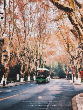 一辆绿色的公交车驶过一条栽满树木的街道