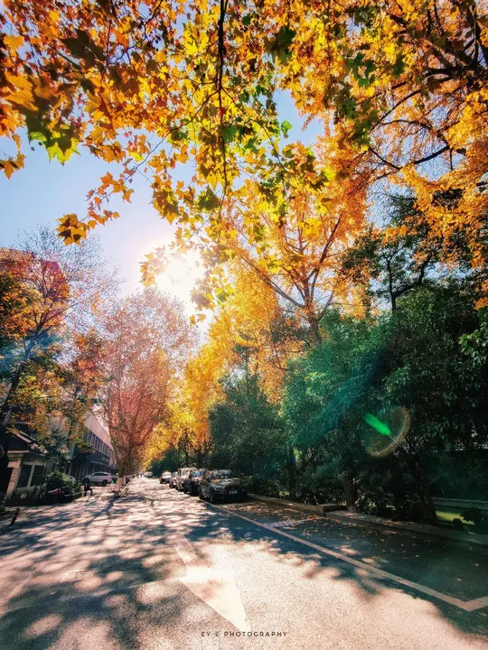 阳光透过树木照耀在住宅街道上