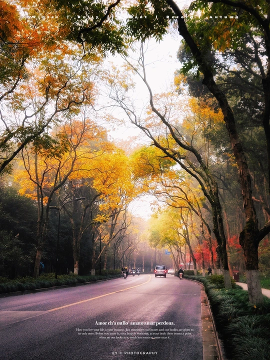 秋天里一条栽满大树的道路